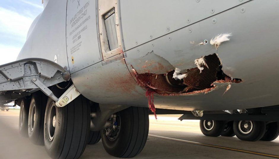 Daños en un A400M tras el impacto de un ave