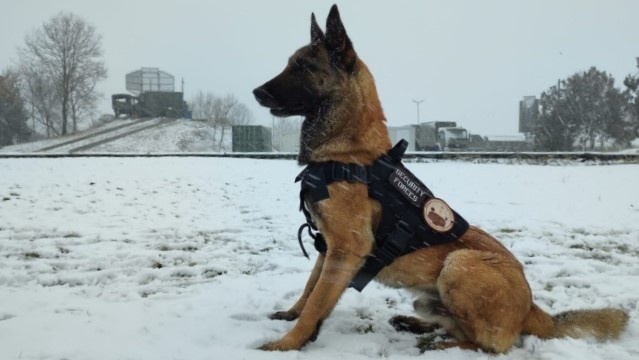 Imagen de El equipo cinológico K9 del GRUMOCA vuelve a casa tras su misión en el Destacamento Aerotáctico Tigru, en Rumanía